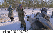 Западная Сибирь, оленеводы ханты выгружают оленей из нарт. Western Siberia, reindeer herders of the Khanty people unload reindeer from sled. Стоковое видео, видеограф Евгений Романов / Фотобанк Лори