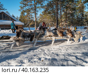 Западная Сибирь, стойбище ханты, связанные олени на нартах. Western Siberia, the camp of the Khanty people, bound reindeer on sled. (2022 год). Редакционное фото, фотограф Евгений Романов / Фотобанк Лори