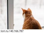 Кошка на окне. Стоковое фото, фотограф Елена Маслова / Фотобанк Лори