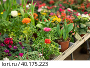 Ranunculus asiatica in pot in flower shop. Стоковое фото, фотограф Яков Филимонов / Фотобанк Лори
