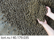 Closeup of handful of granulated rapeseed meal in male hands. Стоковое фото, фотограф Яков Филимонов / Фотобанк Лори