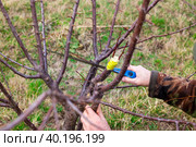 A gardener saws off the trunk of a fruit tree to graft the cuttings onto the scion. Стоковое фото, фотограф Коханова Наталья / Фотобанк Лори