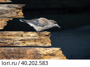 Кедровка. Spotted nutcracker bird (Nucifraga caryocatactes, Eurasian nutcracker). Стоковое фото, фотограф Андрей Степанов / Фотобанк Лори