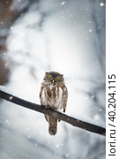 Owl in winter forest on stump. Pygmy small bird via snowfall. Small owl in natural habitat. Glaucidium passerinum. Стоковое фото, фотограф Корнеев Вячеслав / Фотобанк Лори