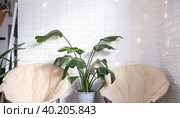 Strelitzia nicolai in the interior on the background of a white brick wall with garlands and round chairs. Green house, potted plant. Стоковое фото, фотограф Ольга Симонова / Фотобанк Лори