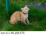 Красивый домашний кот гуляет по улице в теплое время года. A beautiful domestic cat walks down the street in the warm season. Стоковое фото, фотограф Мария / Фотобанк Лори