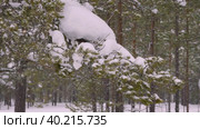 Западная Сибирь, стойбище оленеводов ханты: сосны под снегом. Western Siberia, Khanty people's camp: pine trees under the snow. Стоковое видео, видеограф Евгений Романов / Фотобанк Лори