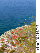 Red conifer berries are used as medicinal plant in folk medicine. Top view of wild bright ephedra cones on the shore of Siberian Baikal Lake on Olkhon island at sunny summer day. Стоковое фото, фотограф Виктория Катьянова / Фотобанк Лори