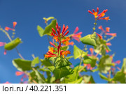 Lonicera sempervirens flowers, common names coral honeysuckle, trumpet honeysuckle, or scarlet honeysuckle, in bloom. Стоковое фото, фотограф Ольга Сейфутдинова / Фотобанк Лори