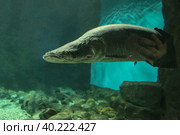 Fish under water. Arapaima fish - Pirarucu Arapaima gigas one largest freshwater fish. Fish in the aquarium behind glass. Стоковое фото, фотограф Ирина Вершинская / Фотобанк Лори