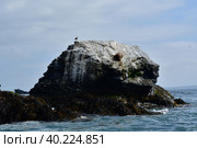 Bird on Rock Reserva Nacional Pinguino de Humboldt Chile. Стоковое фото, фотограф Andreas Muth-Hegener / Фотобанк Лори