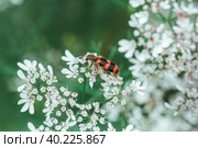 A red black striped fluffy beetle sits on a white flower on a green blurred background. Trichodes or bee beetle. Poisonous plant dog-parsley. Insects are predators, macro. Стоковое фото, фотограф Марина Багрова / Фотобанк Лори