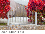 Bright red copper leaf plant Acalypha wilkesiana near a metal fence in a garden. Стоковое фото, фотограф Коханова Наталья / Фотобанк Лори