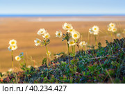 Красивые дикие цветы анемоны (ветреницы) (Anemone sibirica). Растения тундры. Природа Арктики. Чукотка, Сибирь, Дальний Восток России. Стоковое фото, фотограф Андрей Степанов / Фотобанк Лори