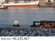 Разгруженные с морского судна автомобили в торговом порту Владивостока (2022 год). Редакционное фото, фотограф Free Wind / Фотобанк Лори