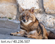 Golden jackal in nature tracks down prey. Стоковое фото, фотограф Фотограф / Фотобанк Лори
