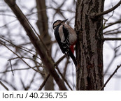 Beautiful forest woodpecker Dendrocopos medius on a tree looking for food. Стоковое фото, фотограф Фотограф / Фотобанк Лори
