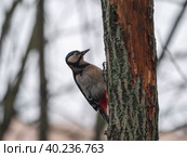 Beautiful forest woodpecker Dendrocopos medius on a tree looking for food. Стоковое фото, фотограф Фотограф / Фотобанк Лори