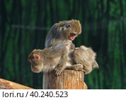 Japanese macaques  (Macaca fuscata) grooming. Стоковое фото, фотограф Валерия Попова / Фотобанк Лори