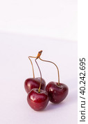Крупные спелые ягоды сортовой вишни созрели на садовом участке. Large ripe berries of varietal cherries ripened on the garden plot. Стоковое фото, фотограф Мария / Фотобанк Лори