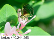 Beetle cetonia aurata sitting on flowers hawthorn close up. Nature background.. Стоковое фото, фотограф Корнеев Вячеслав / Фотобанк Лори