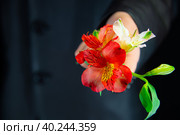 Дарю тебе красивые цветы. Красные и белые перуанские лилии в протянутой руке. Стоковое фото, фотограф Алексей Горшенин / Фотобанк Лори