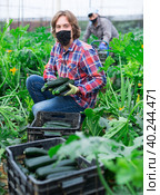 Farmer in protective mask harvests zucchini in greenhouse. Стоковое фото, фотограф Яков Филимонов / Фотобанк Лори