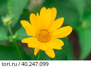 Tuscan sun false sunflower, Heliopsis helianthoides. Стоковое фото, фотограф Корнеев Вячеслав / Фотобанк Лори