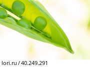 Macro of growing peas in the field, Ripe fresh green peas in organic farm, Green peas hanging in plant. Стоковое фото, фотограф Корнеев Вячеслав / Фотобанк Лори