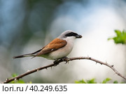 Red-backed Shrike (Lanius collurio) Стоковое фото, фотограф Корнеев Вячеслав / Фотобанк Лори