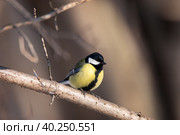 Great tit close up ( Parus major ) Стоковое фото, фотограф Корнеев Вячеслав / Фотобанк Лори