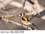 Goldfinch, Carduelis carduelis, perched on wooden perch with blurred natural background. Стоковое фото, фотограф Корнеев Вячеслав / Фотобанк Лори