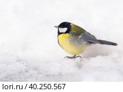 Great tit close up ( Parus major ) Стоковое фото, фотограф Корнеев Вячеслав / Фотобанк Лори