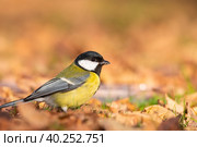 Great tit close up ( Parus major ) Стоковое фото, фотограф Корнеев Вячеслав / Фотобанк Лори
