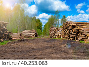Хвойные лесозаготовки вдоль просеки. Стоковое фото, фотограф Станислав Самойлов / Фотобанк Лори