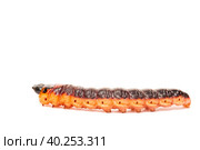 The big red catterpillar of Goat Moth (Cossus cossus), isolated on white.. Стоковое фото, фотограф Корнеев Вячеслав / Фотобанк Лори