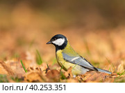 Great tit close up ( Parus major ) Стоковое фото, фотограф Корнеев Вячеслав / Фотобанк Лори