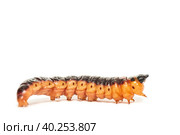 The big red catterpillar of Goat Moth (Cossus cossus), isolated on white. Стоковое фото, фотограф Корнеев Вячеслав / Фотобанк Лори
