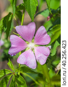 The beautiful lilac flower of Sidalcea. Стоковое фото, фотограф Belikart / Фотобанк Лори