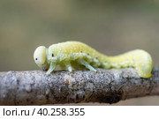 Cimbex femoratus birch Sawfly caterpillars. Стоковое фото, фотограф Корнеев Вячеслав / Фотобанк Лори
