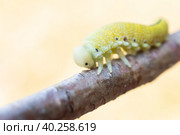 Cimbex femoratus birch Sawfly caterpillars. Стоковое фото, фотограф Корнеев Вячеслав / Фотобанк Лори