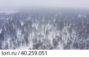 Западная Сибирь: сильный снегопад в зимней тайге. Вид с воздуха. Western Siberia: a heavy snowfall in the winter taiga. Aerial view. Стоковое видео, видеограф Евгений Романов / Фотобанк Лори