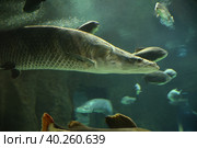 Fish under water. Arapaima fish - Pirarucu Arapaima gigas one largest freshwater fish. Fish in the aquarium behind glass. Стоковое фото, фотограф Ирина Вершинская / Фотобанк Лори