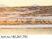 Тундровые лебеди (Cygnus columbianus). Красивый утренний пейзаж со стаей диких лебедей в тундре у реки. Наблюдение за птицами в естественной среде обитания. Животный мир Арктики. Чукотка, Россия. Стоковое фото, фотограф Андрей Степанов / Фотобанк Лори