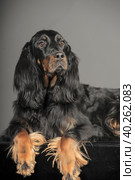 Gordon Setter dog sitting, on a white background. Стоковое фото, фотограф Анна Кривицкая / Фотобанк Лори