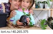 Daughter helps mom transplants home plants, plants sansevieria into a new soil and pot. Mom teaches taking care of potted plants. Hobbies for a child, helping an adult at home, the environment. Стоковое видео, видеограф Ольга Симонова / Фотобанк Лори