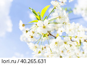 Cherry blossoms tree background. Стоковое фото, фотограф Корнеев Вячеслав / Фотобанк Лори