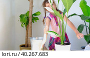 Girl transplants a potted houseplant into a new soil with drainage. Spathiphyllum sensation, potted plant care, watering, fertilizing, sprinkle the mixture with a scoop and tamp it in a pot. Стоковое видео, видеограф Ольга Симонова / Фотобанк Лори