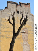 Дерево на фоне брандмауэра дома. Петербург (2010 год). Стоковое фото, фотограф Александр Алексеев / Фотобанк Лори
