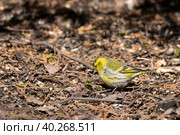 Eurasian Siskin on the ground. Стоковое фото, фотограф Корнеев Вячеслав / Фотобанк Лори